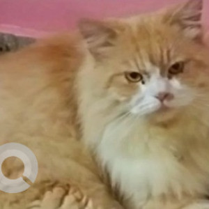 Missing: Orange Male Persian Cat from 2nd cross 1st Stage Pillanna garden opposite to Kumar sat links