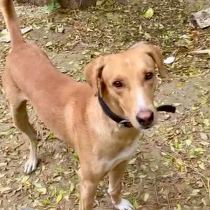 Missing: Brown Male Indie Dog from Sector 47, Gurgaon-2