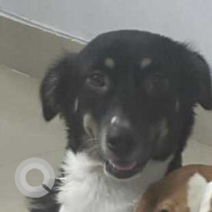 Missing: Black and White Female Indie Dog from Noida sector 116