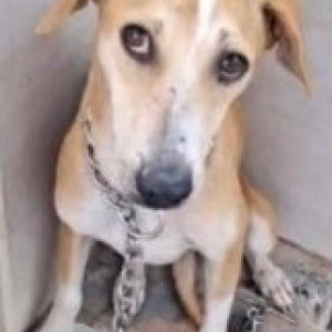 Missing: White-Brown Mix Female Indie Dog from Fox 27 Unisex Salon & Studio malagala road-2