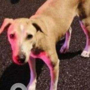 Missing: White-Brown Mix Female Indie Dog from Fox 27 Unisex Salon & Studio malagala road