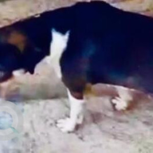 Missing: Black and White Female Indie Dog from Pasco, Silverton Tower, Golfcoure Ext, Nirvana Country-2