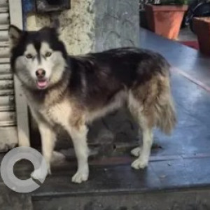 Found: Black and White Male Husky Dog from Ayodhya upachar, Banashankari 3rd stage