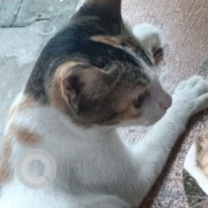 Missing: Black and White Female Indie Cat from Kolapakkam, Porur-2