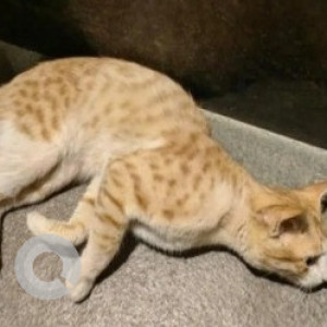 Found: Orange Male Ginger cat Cat from Brigade lakefront society, Seetharampalya-2