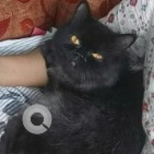 Missing: Black Female Persian Cat from Pallavaram