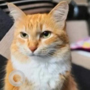 Missing: Orange Female Tabby Cat from Vars Regency, relience fresh Kaggadasapura