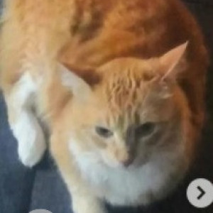 Missing: Orange Female Tabby Cat from Vars Regency, relience fresh Kaggadasapura-2