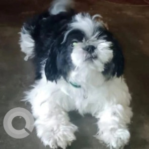 Missing: Black and White Female Shih Tzu Dog from Balaji Layout Park, Vajrahalli, near Ganesha Temple, Kanakapura Road