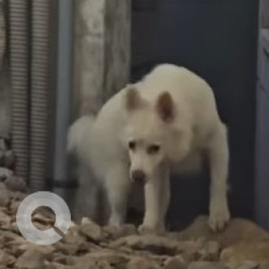 Found: White Male Pomeranian Dog from Vijayanagar Central Excise Layout