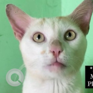 Missing: White Male Indie Cat from Chennai