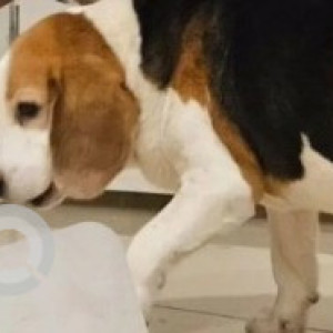 Found: White-Brown Mix Male Beagle Dog from RMV, Sanjay Nagar, Bangalore-2
