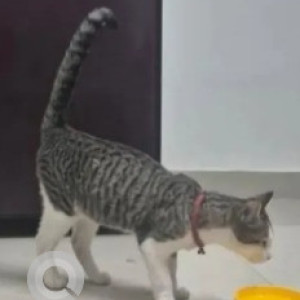 Found: White and Grey Male Indie Cat from Somasundarapalya, HSR Layout-2