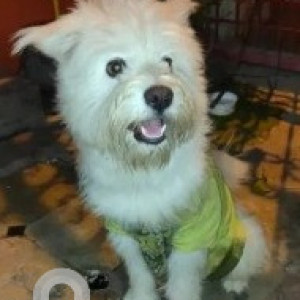 Found: White Male West Highland White Terrier Dog from Mahadevapura-3