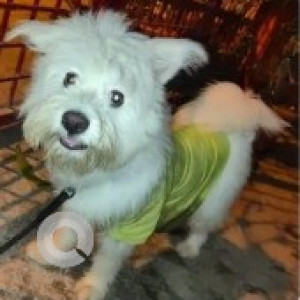 Found: White Male West Highland White Terrier Dog from Mahadevapura-2