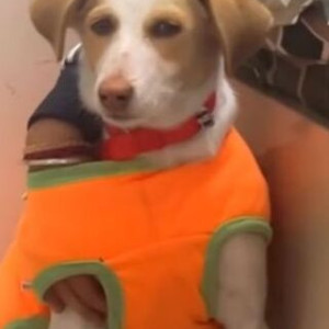 Missing: White-Brown Mix Male Indie Dog from Mukharjee park loha mandi, Bulandshahr Road Industrial Area-2