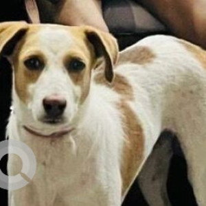 Missing: White-Brown Mix Male Indie Dog from Mukharjee park loha mandi, Bulandshahr Road Industrial Area