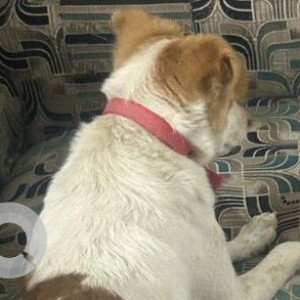 Missing: White-Brown Mix Male Indie Dog from Mukharjee park loha mandi, Bulandshahr Road Industrial Area-3