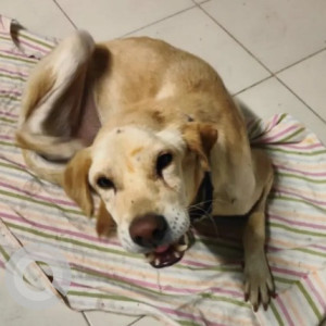 Missing: Golden Male Labrador Dog from Krishna Sagar, Koramangala 6th block