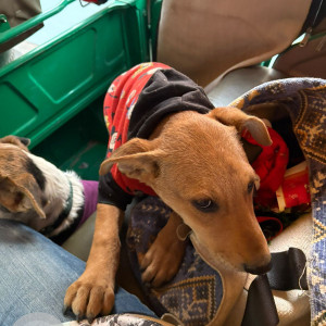 Missing: Brown Male Indie Dog from Sector 27, Gurgaon-3