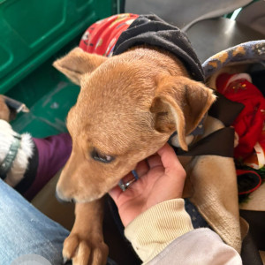 Missing: Brown Male Indie Dog from Sector 27, Gurgaon-2