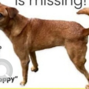 Missing: Brown Male Indie Dog from Gottigere (Weaver's Colony)