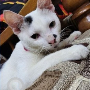 Missing: White Male Indie Buffalo from Thiruvalluvar Nagar Extension, Chrompet