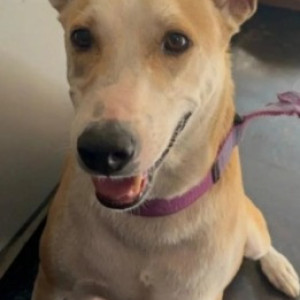 Missing: White-Brown Mix Male Indie Dog from 6th main road, 12th cross, 3rd phase, Manjunathnagar, Shivanagar-2