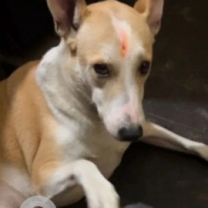 Missing: White-Brown Mix Male Indie Dog from 6th main road, 12th cross, 3rd phase, Manjunathnagar, Shivanagar