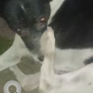 Missing: Black and White Female Indie Dog from Raheja arcade bldg, under bridge, Sec 11, CBD Belapur-2