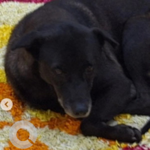 Missing: Black Male Indie Dog from 5th Cross Road 7th  Block Koramangala