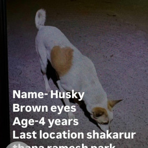 Missing: White-Brown Mix Male Indie Dog from Shakarur thana ramesh park Laxmi nagar