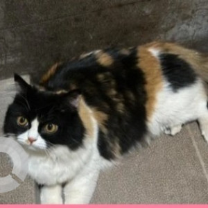 Missing: Black and White Female Persian Cat from Ramaiah college road in IISC and NIAS CAMPUS-2