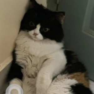 Missing: Black and White Female Persian Cat from Ramaiah college road in IISC and NIAS CAMPUS-3