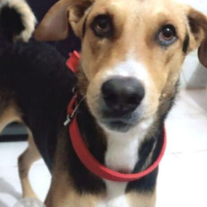 Missing: Black and Brown Male Indie Dog from Sector- 15, Rohini