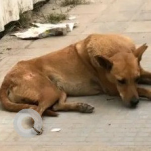 Missing: Black and Brown Female Indie Dog from Kalyan Nagar near Hosmat Hospital