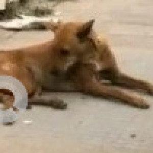 Missing: Black and Brown Female Indie Dog from Kalyan Nagar near Hosmat Hospital-2