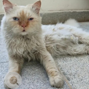 Found: White Male Persian Cat from Hoysala Park, Kumaraswamy layout