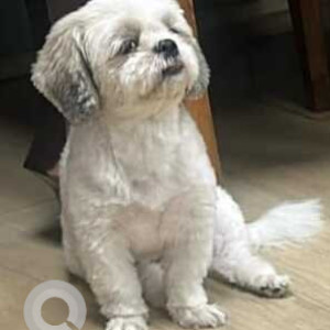 Missing: White Male Shih Tzu Dog from North Avenue, President's Estate, New Delhi-2