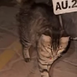 Found: White and Grey Female Indie Cat from Ujala CHS parking-2