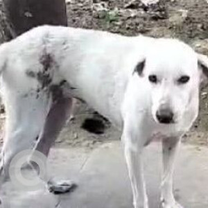 Missing: White Female Indie Dog from Sector 24, Sandeep ambulance, Rohini