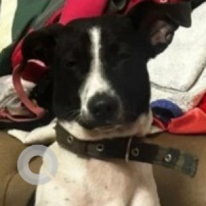 Missing: Black and White Male Indie Dog from Kammanahalli near Echo-3