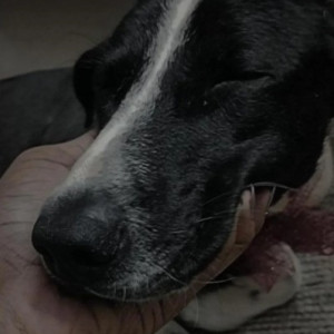 Missing: Black and White Male Indie Dog from Kammanahalli near Echo-2