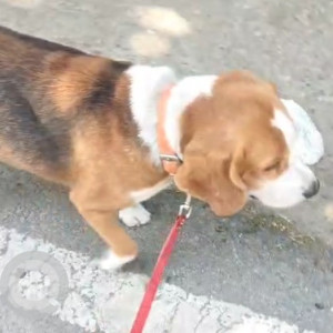 Found: White-Brown Mix Male Beagle Dog from St. Cecilia school, Vikas Puri-2