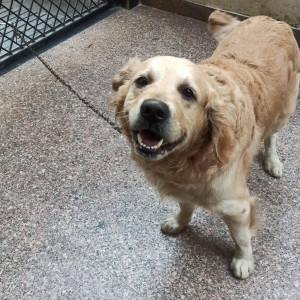 Found: Golden Male Golden Retriever Dog from Malibu Town-2