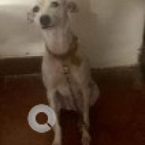 Missing: White Female Indie Dog from Tidel park, Thiruvanmiyur-2