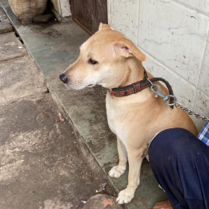 Missing: White-Brown Mix Male Indie Dog from Karol Bagh, Anand Parvat, Delhi