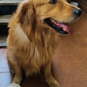 Found: Golden Male Golden Retriever Dog from Rajaji Nagar-2