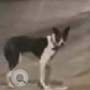 Found: Black and White Male Indie Dog from Tingre Nagar, Road No 13Q (Near Bridge/ Jai Ganesh Washing Centre)-2
