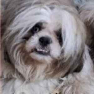 Missing: Black and White Male Shih Tzu Dog from Nithya Garments Nagarbhavi Summanahalli